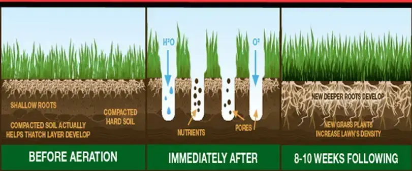 Diagram of lawn soil before aeration, right after aeration, and 8 to 10 weeks later